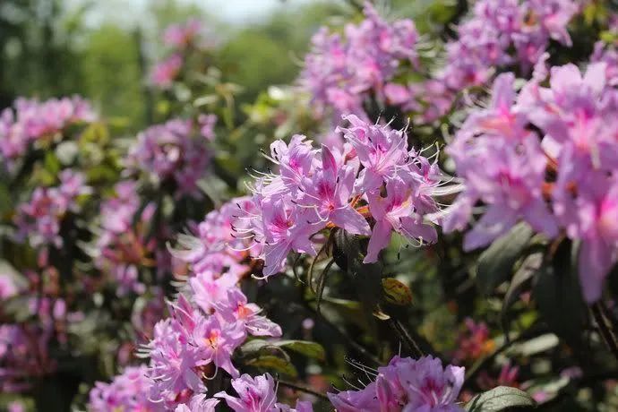 展出210种100余万株形态各异,花色丰富的野生杜鹃花和全国最新杜鹃