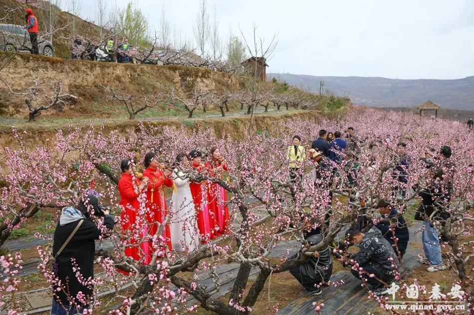 【2021桃花会·消息】秦安:非遗体验进桃园 网红直播展美景