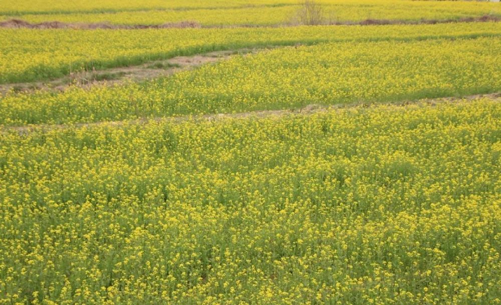 泰安大汶口镇油菜花海美如画一沐春风万顷黄