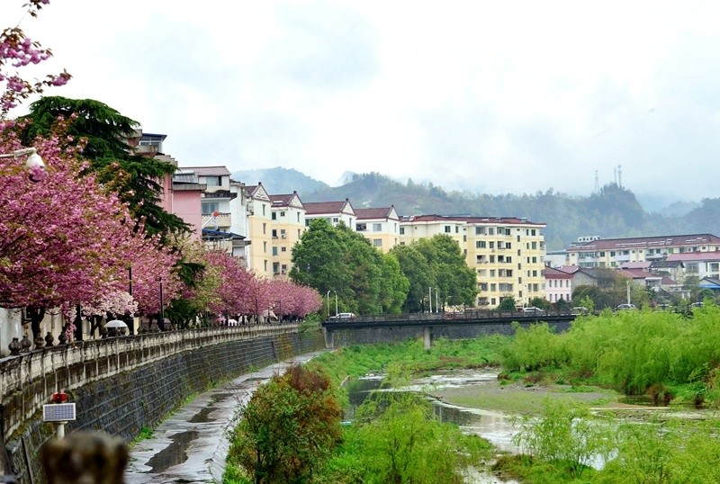 【春天里的陕西】汉中宁强县:雨中樱花分外娇