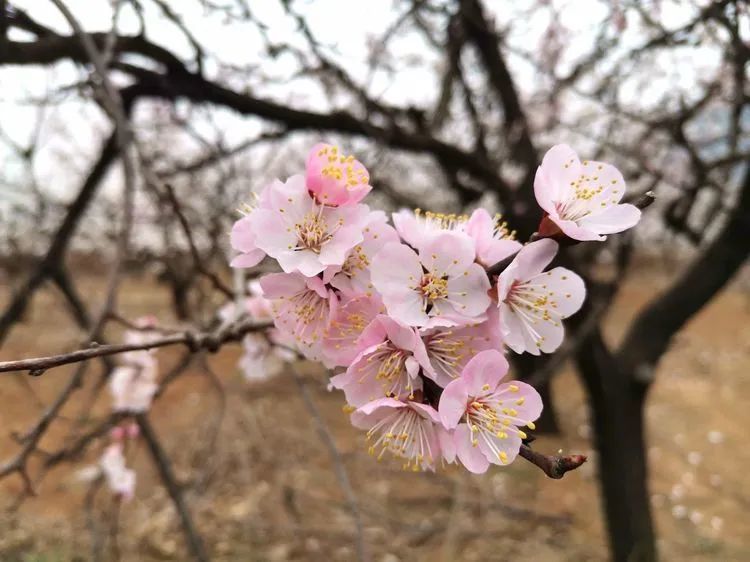 约吗?遵化这里万亩杏花开