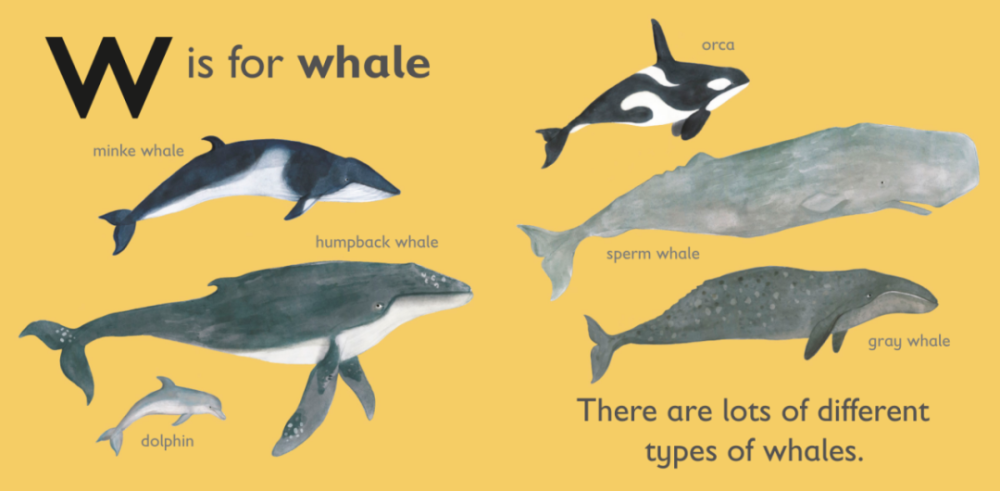 绘本#"w"是一只"大鲸鱼"(w is for whale)