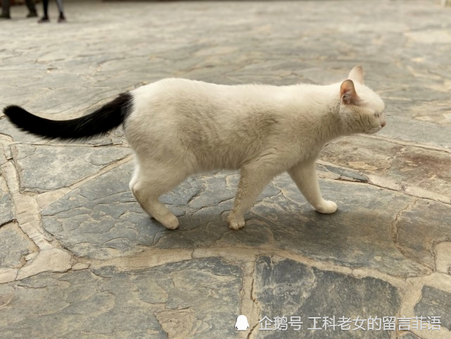 白猫拖着黑尾巴,按照猫谱属于雪里拖枪.它的名字叫杨家枪