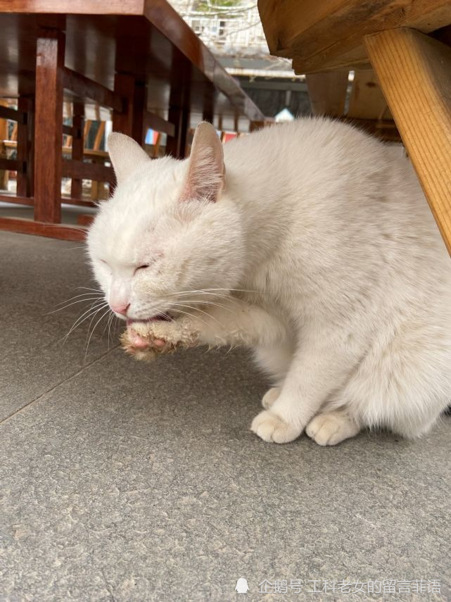 观复博物馆:一只有土耳其梵猫血统的猫