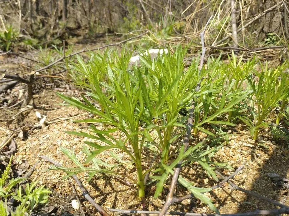 在麦蒿的幼苗时期,将它拔出来,洗干净泥土,入锅焯水,再用凉水浸泡半