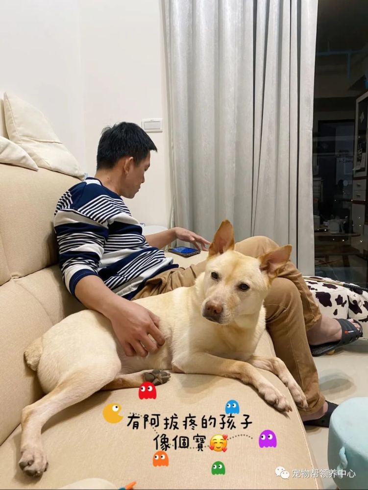 狗狗被左右夹"攻",按在那不能动,网友却笑:仿佛看到了