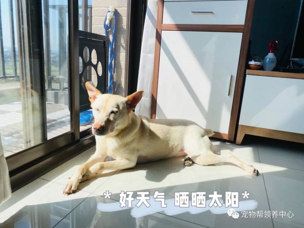 狗狗被左右夹"攻",按在那不能动,网友却笑:仿佛看到了