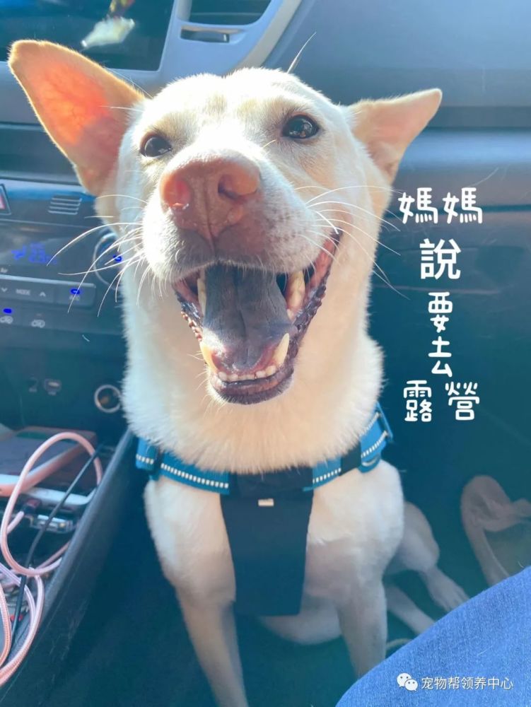狗狗被左右夹"攻",按在那不能动,网友却笑:仿佛看到了