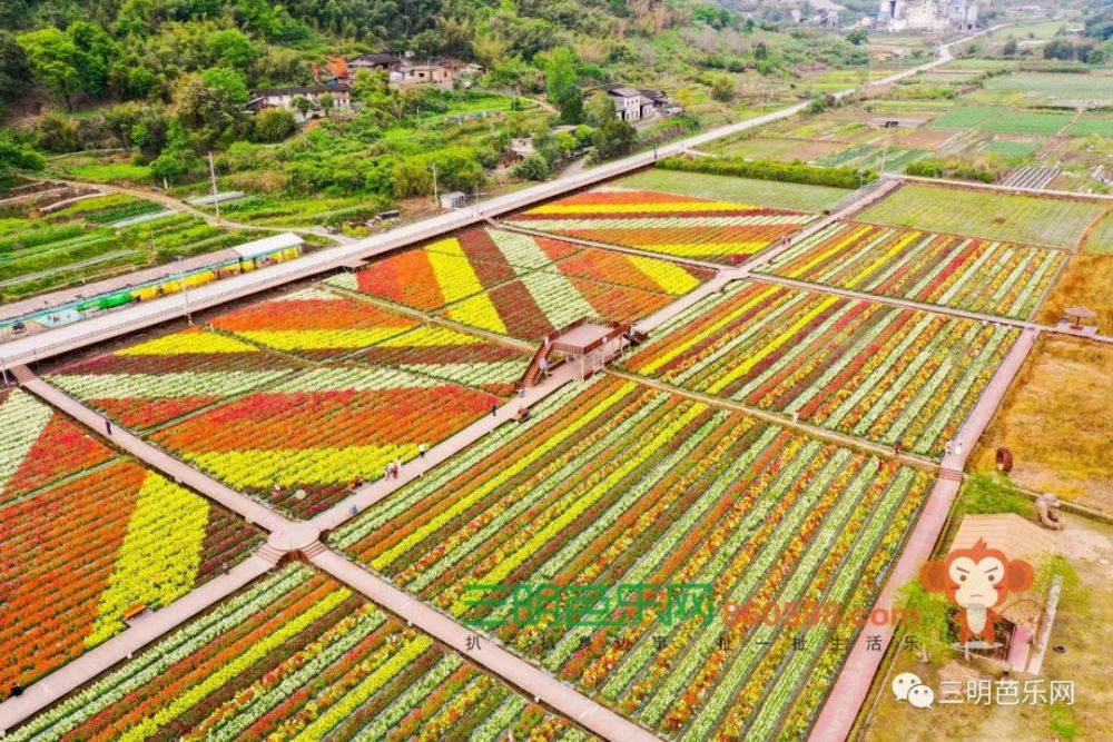 三明这片花海盛开了,距离市区仅40分钟…_腾讯新闻