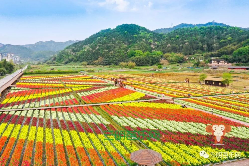 超美!三明这片花海盛开了,距离市区仅40分钟