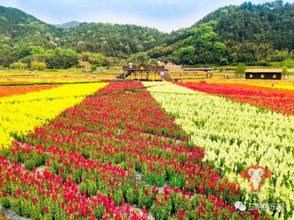 超美!三明这片花海盛开了,距离市区仅40分钟