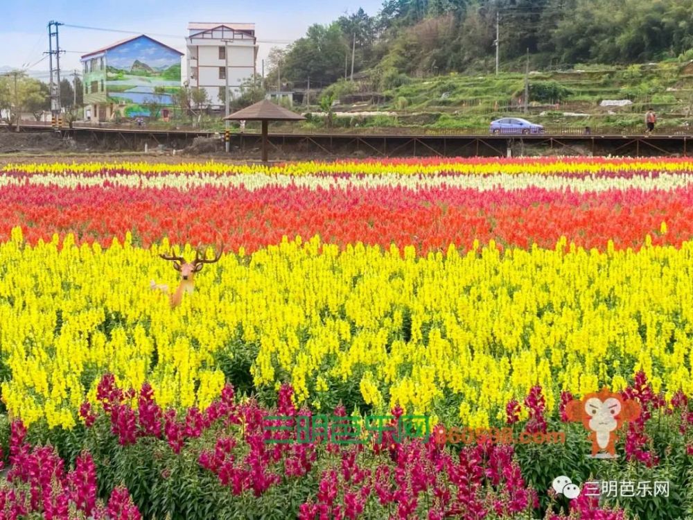 三明这片花海盛开了,距离市区仅40分钟…_腾讯新闻