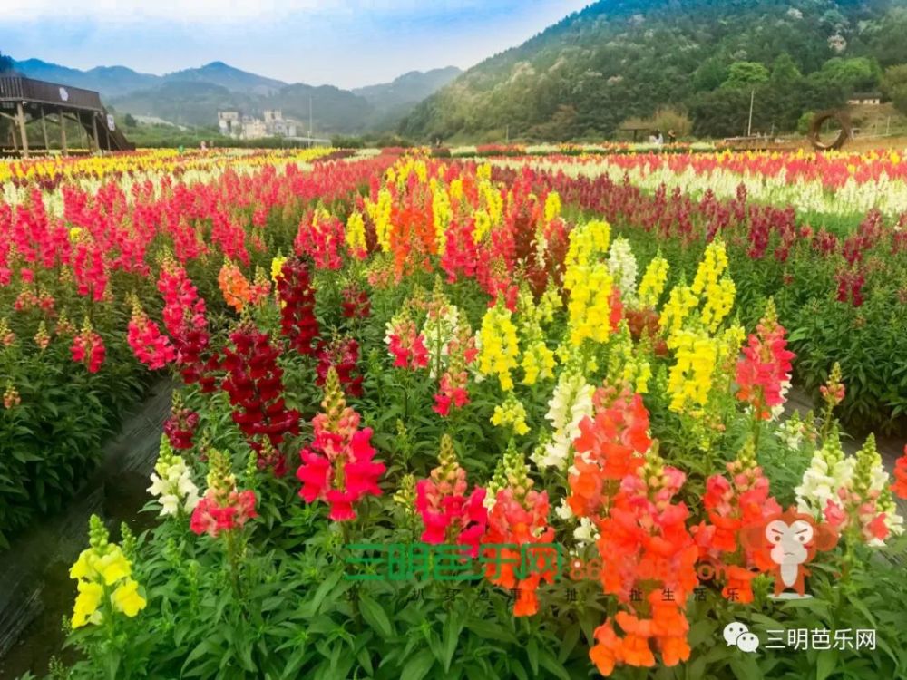 超美!三明这片花海盛开了,距离市区仅40分钟