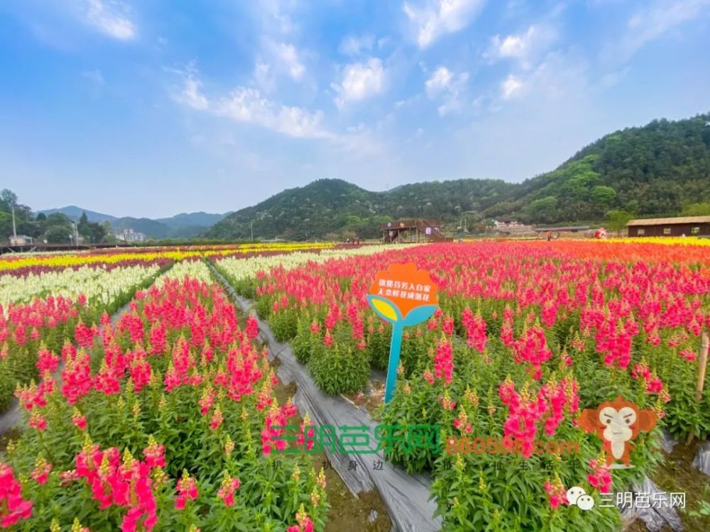 超美!三明这片花海盛开了,距离市区仅40分钟