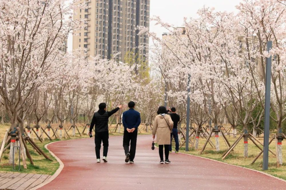 走起大厂潮白河樱花公园赏花去喽