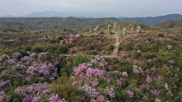 毕节百里杜鹃:花坡尽染映山红|杜鹃花|跳花坡景区|高山杜鹃|天坑|露营