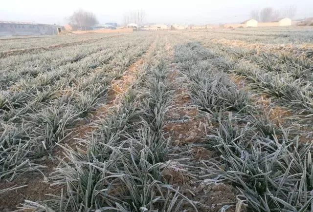 小麦的冷害与冻害并不一样!