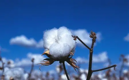 【美术课堂】新疆棉花,美翻了!