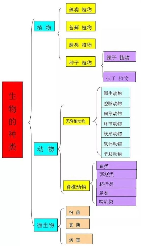 初中生物思维导图