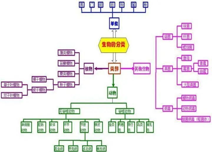 初中生物思维导图