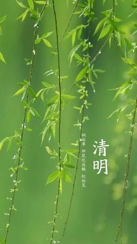 清明节伤心的句子:清明节怀念亲人的句子