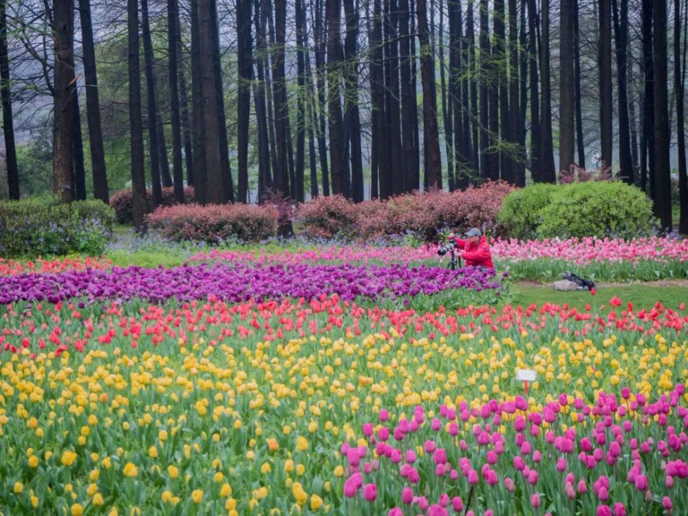 中山植物园,有什么可厉害的?