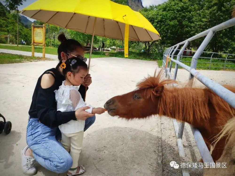 德保矮马王国景区n多种新玩法