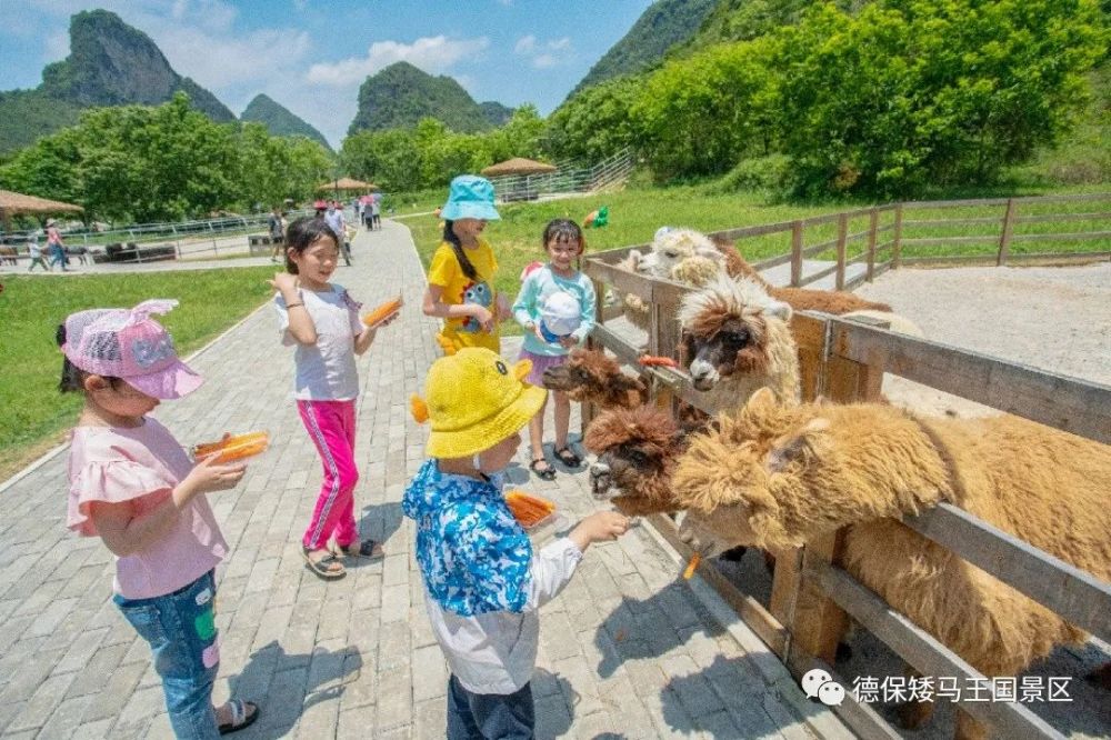 德保矮马王国景区n多种新玩法