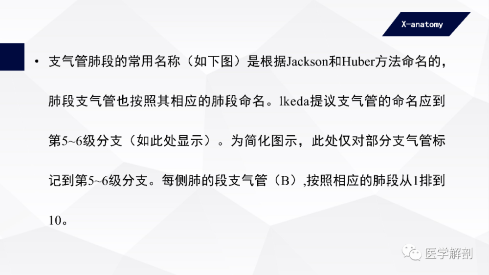 气管 trachea(图7-5)位于食管前方,上方借韧带与环状软骨相连,向入