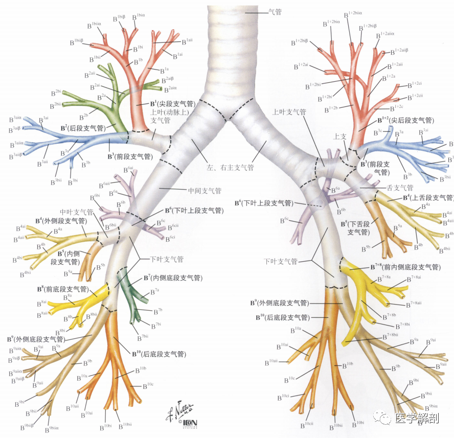 人体解剖学:呼吸器|气管与支气管
