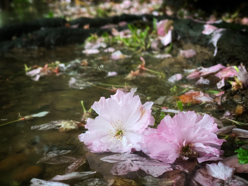 夜来风雨声 花落知多少