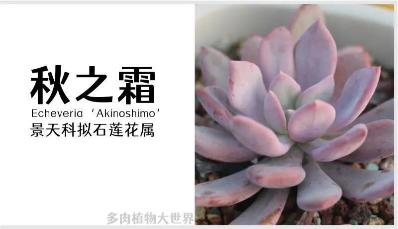 "秋之霜"景天科拟石莲花属多肉植物,中小型园艺培育品种