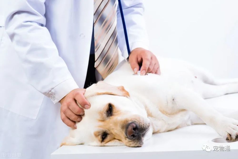 犬传染性肝炎,宠物犬常见疾病科普预防