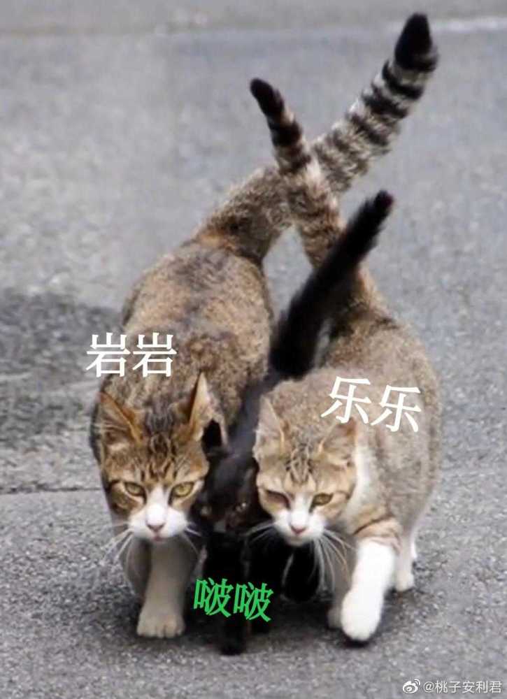 王一博考古,捉到一只吃棒棒糖的王甜甜,保护好这只小奶猫!