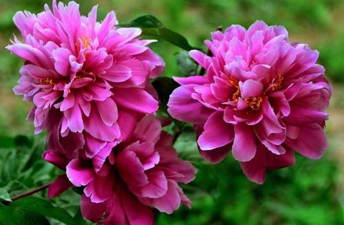 春天老花农从不买这"堆"花,新手却急着带回家,早晚会后悔