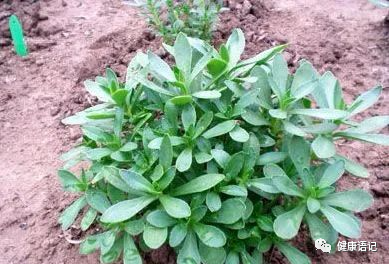 乡下有种野菜,被称作"救心菜""金不换",价值很珍贵快要绝迹