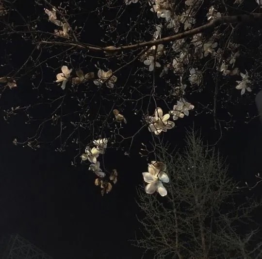 背景图丨浪漫至死不渝