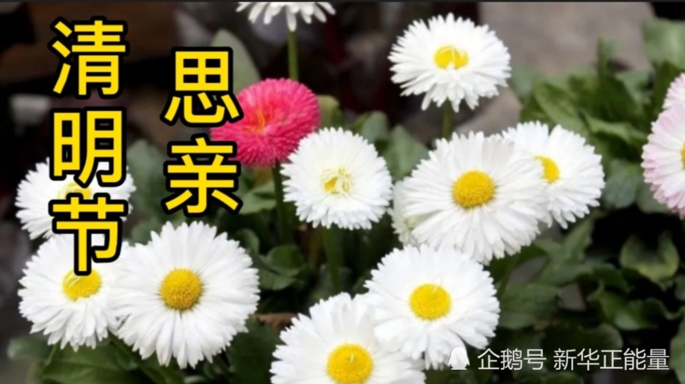 清明节,思亲恩!