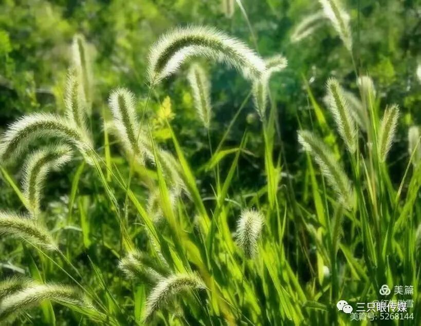 狗尾巴草,一种向上的清新美