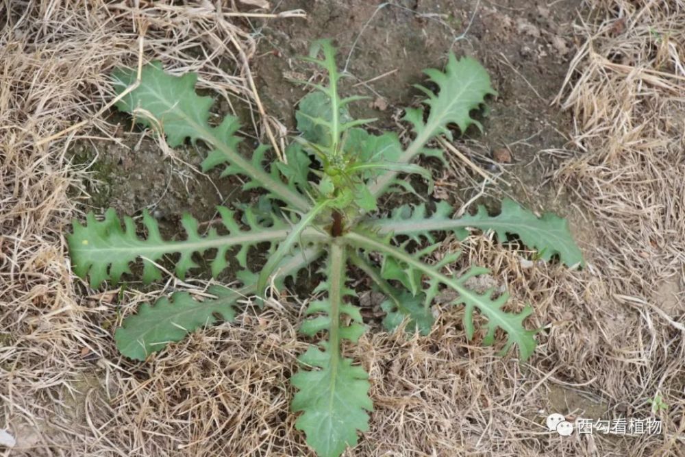 尖裂假还阳参crepidiastrum sonchifolium