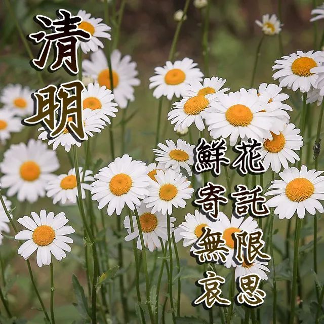 清明节寄语大全 祝福清明时节的图片