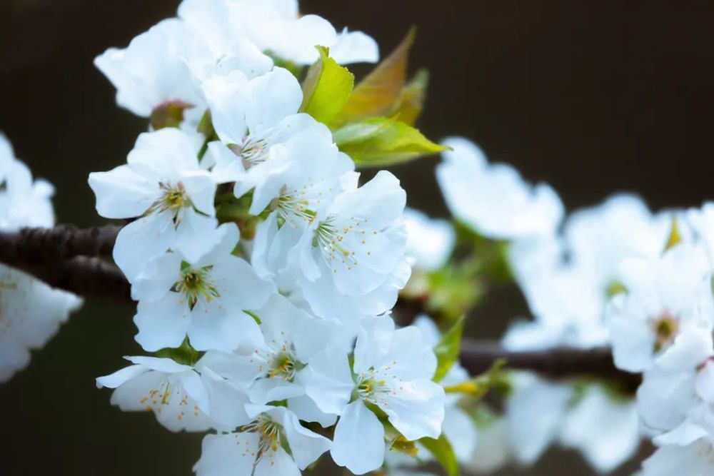 清明时节白梨花