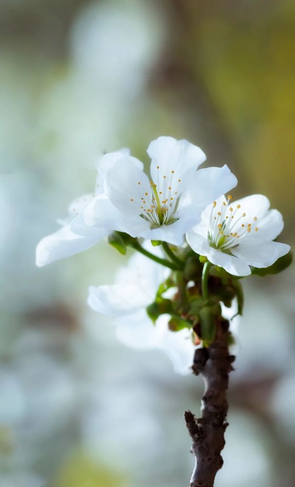 梨花花瓣雪白,花药却是红色的,开裂后的花药由红变黑,浮着一点淡黄