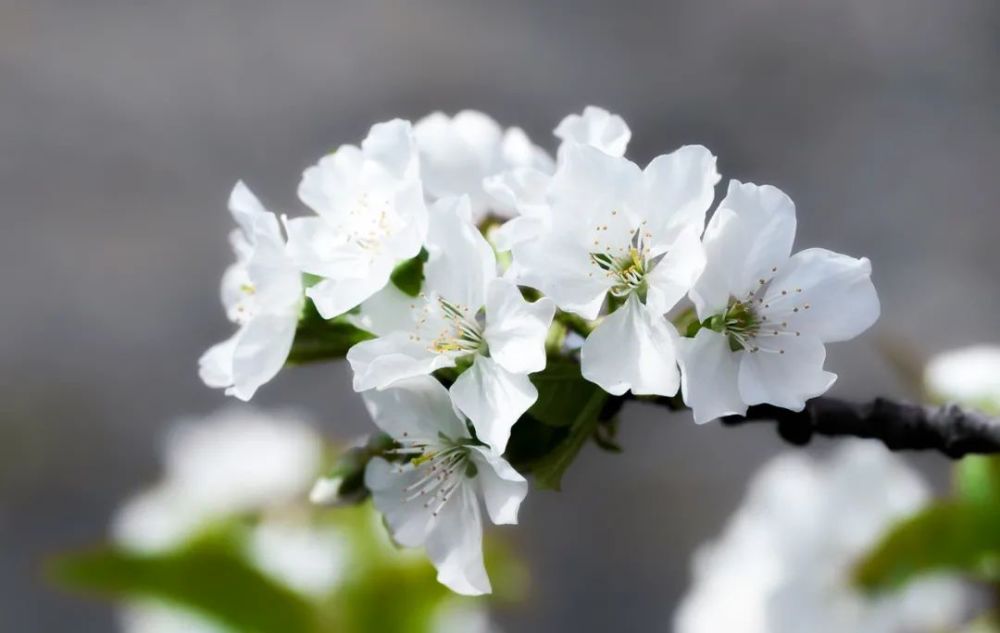 梨花花瓣雪白,花药却是红色的,开裂后的花药由红变黑,浮着一点淡黄