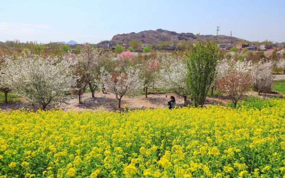 实拍,实拍,4月3日狼牙山万亩花海实拍来啦!