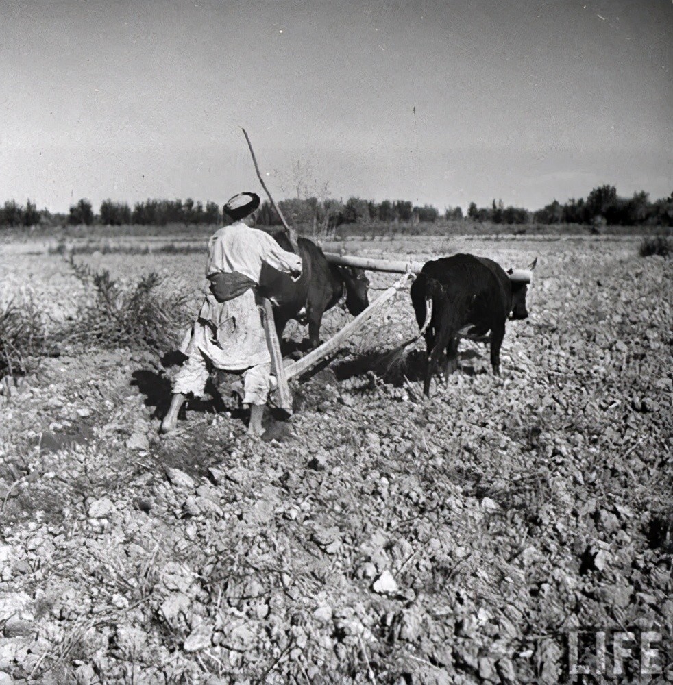 农民在耕地(摄于1943年)