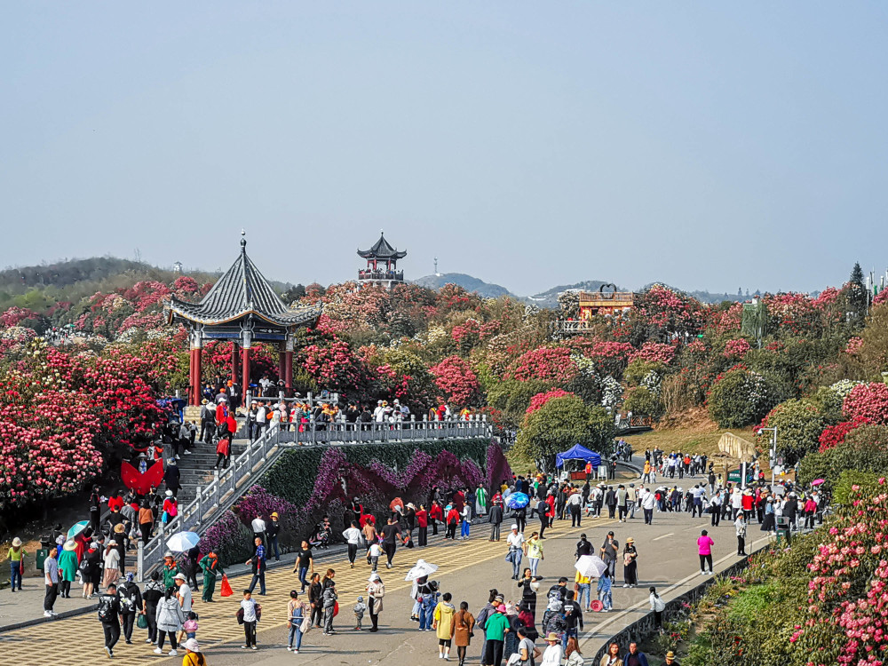 说说来贵州百里杜鹃旅游的那些事,不想被坑的话你就一定要做好这些