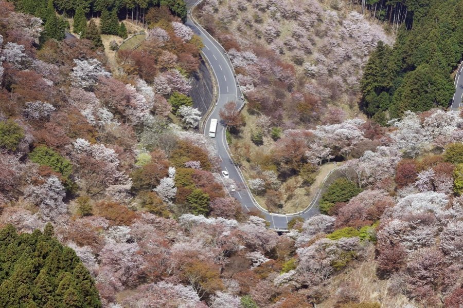 日本吉野山樱花开满山坡公路蜿蜒穿行其间