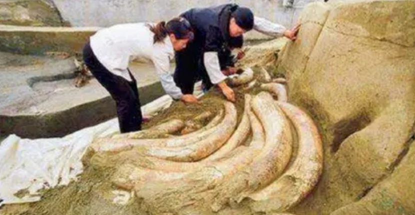 成语什么埋屠狗_成语故事图片(3)