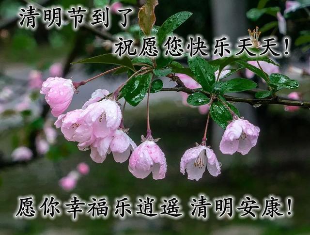 4月4日清明节踏青节日祝福语图片,愿你清明吉祥安康最